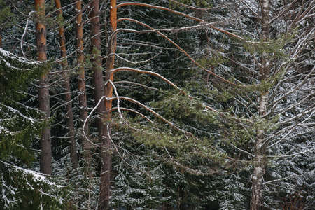 Trees of the northern forest covered with a layer of snow.の写真素材