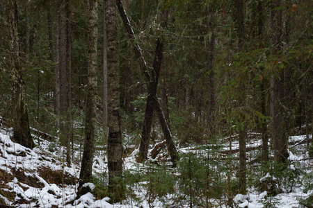 Landscape. Late autumn. Windfall in the forest dusted with snow.の写真素材