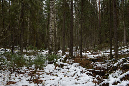 Landscape. Late autumn. Windfall in the forest dusted with snow.の写真素材