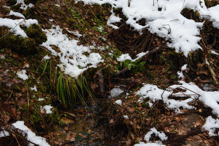 Stream in a forest ravine in late autumn after the first snowの写真素材