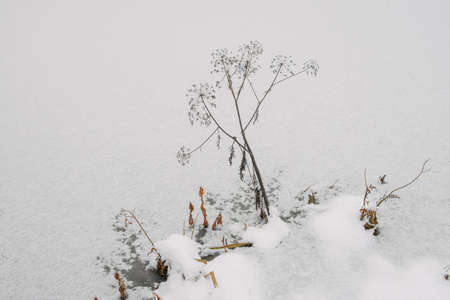 Details of the Northern forest. Plants on the shore of a frozen lakeの写真素材