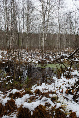 Forest pond in late autumn, powdered with snow on the shore with green vegetation in the water.の写真素材
