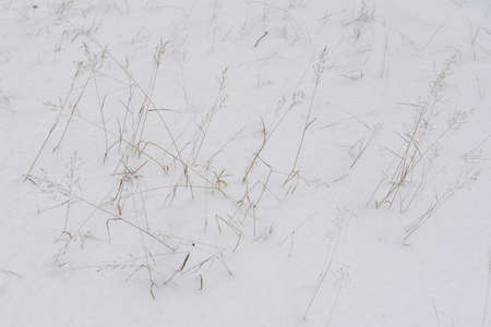 Details of the northern forest. Dried grass covered by the snow.の写真素材