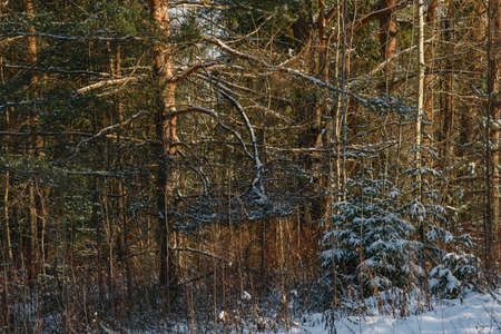 Trees of the northern forest covered with a layer of snow in the light of sunshine.の写真素材