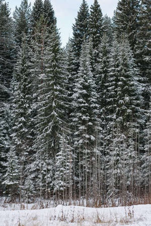 Trees of the northern forest covered with a layer of snow.の写真素材
