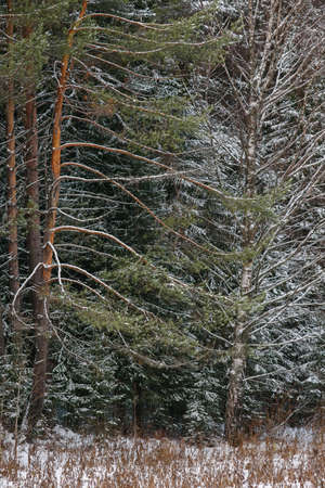 Trees of the northern forest covered with a layer of snow.の写真素材