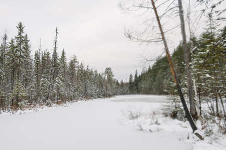 Landscape. Frozen forest lake in late autumn after the first snow.の写真素材