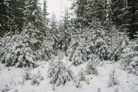 Trees of the northern forest covered with a layer of snow.の写真素材