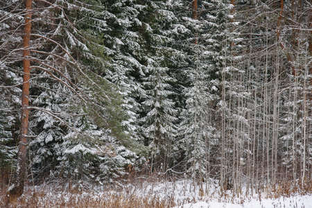 Trees of the northern forest covered with a layer of snow.の写真素材