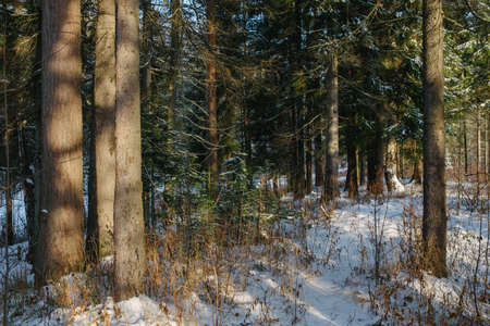 Trees of the northern forest covered with a layer of snow in the light of sunshine.の写真素材
