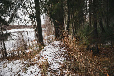 Late autumn. An anthill dusted with the first thin layer of snow.の写真素材