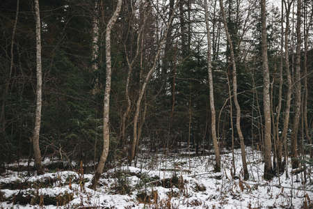 Landscape. Late autumn. Aspen and birch trees in a rowの写真素材