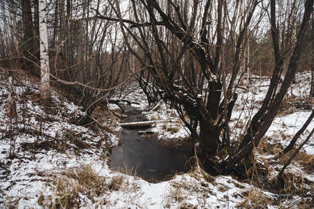Stream in a forest ravine in late autumn after the first snowの写真素材