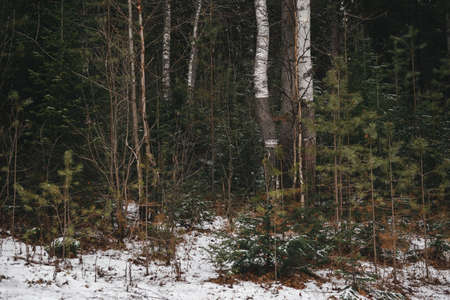 Landscape. Late autumn. Aspen, birch trees, firs and pines in a rowの写真素材