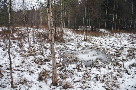 Late autumn. The small pond is covered with a thin crust of ice. The grass around is powdered with the first snow.の写真素材