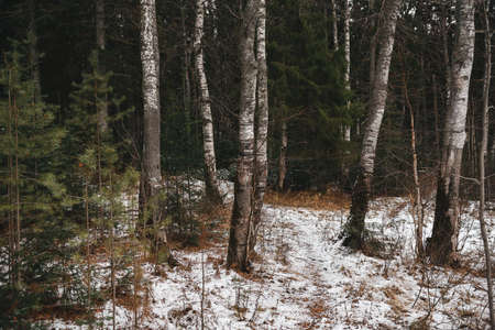 Landscape. Late autumn. Aspen, birch trees, firs and pines in a rowの写真素材