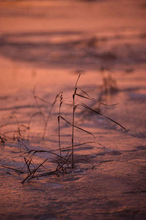 Late autumn. The first ice on the lake. The grass is dry and swaying in the strong wind. The first snow is lying on the hummocks. Frosty purple sunset.の写真素材