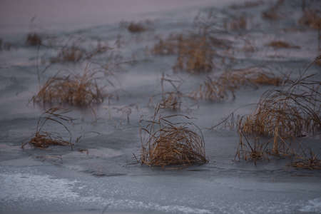 View of the lake in late autumn at sunset with dry tall grass frozen in ice