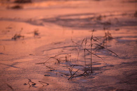 Late autumn. The first ice on the lake. The grass is dry and swaying in the strong wind. The first snow is lying on the hummocks. Frosty purple sunset.の写真素材