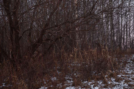 Field by the lake in late autumn with dry grass. Scenic view.の写真素材