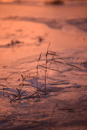Late autumn. The first ice on the lake. The grass is dry and swaying in the strong wind. The first snow is lying on the hummocks. Frosty purple sunset.の写真素材