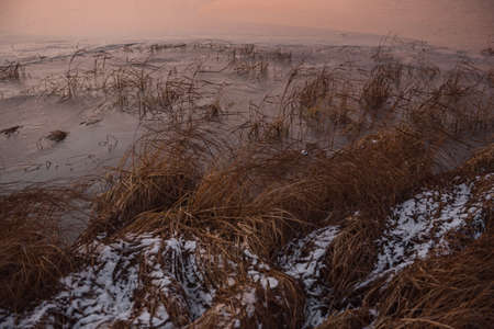 Dried autumn grass among overgrown shore near by the lakeの写真素材