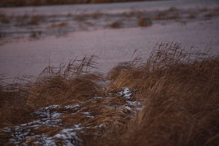 Tall dry grass in late autumn sways in a strong wind on a frosty autumn evening during sunset.の写真素材