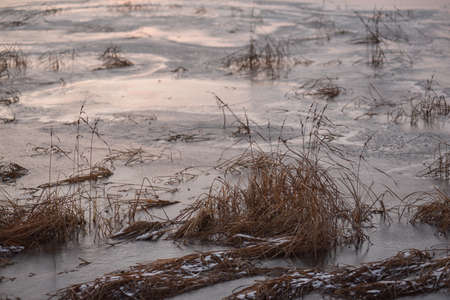View of the lake in late autumn at sunset with dry tall grass frozen in iceの写真素材