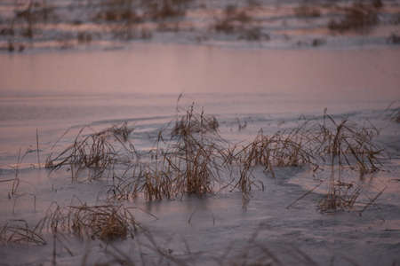 View of the lake in late autumn at sunset with dry tall grass frozen in ice