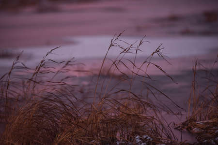 Late autumn. The first ice on the lake. The grass is dry and swaying in the strong wind. The first snow is lying on the hummocks. Frosty purple sunset.の写真素材
