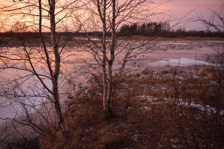 View of the lake in late autumn at sunset with dry tall grass frozen in iceの写真素材
