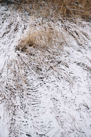 Field by the river in late autumn with dry grass and the first snow. Scenic view.の写真素材