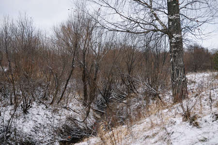 Trees near the river in late autumn with dry grass and the first snow. Scenic view.の写真素材