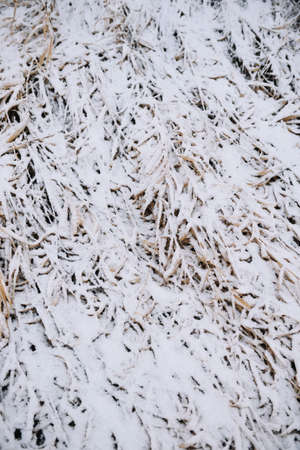 Field by the river in late autumn with dry grass and the first snow. Scenic view.の写真素材