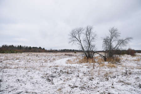 Field by the river in late autumn with dry grass and the first snow. Scenic view.の写真素材