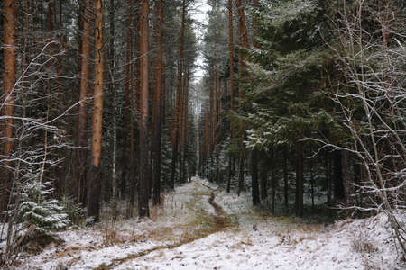Late autumn in the forest. A path among tall trees.の写真素材