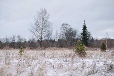 Field by the river in late autumn with dry grass and the first snow. Scenic view.の写真素材