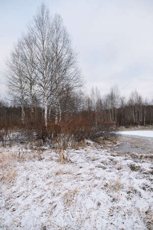 Trees near the river in late autumn with dry grass and the first snow. Scenic view.の写真素材