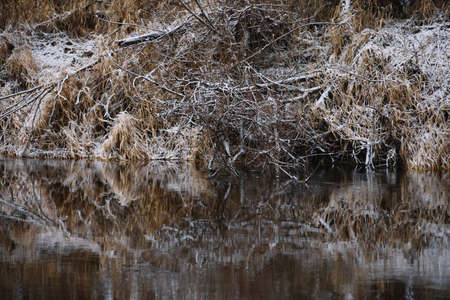 Trees near the river in late autumn with dry grass and the first snow. Scenic view.の写真素材