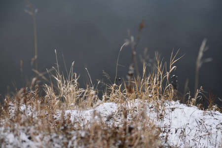 Field by the river in late autumn with dry grass and the first snow. Scenic view.の写真素材