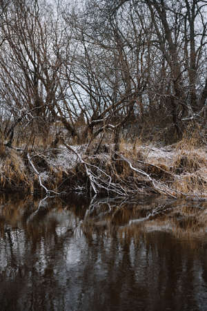 Trees near the river in late autumn with dry grass and the first snow. Scenic view.の写真素材