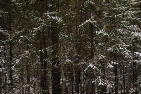 Branchy fluffy fir trees in late autumn after the first snow