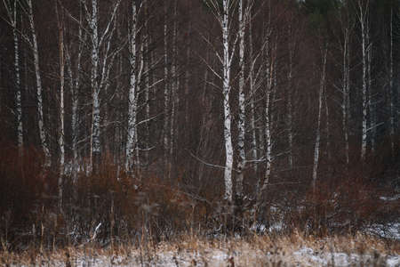 Landscape. Late autumn. Aspen, birch trees, firs and pines in a rowの写真素材