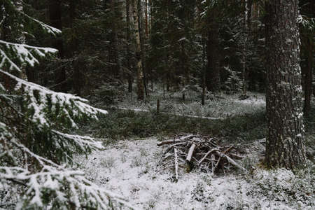 Branchy fluffy fir trees in late autumn after the first snowの写真素材