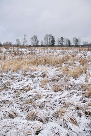 Field by the river in late autumn with dry grass and the first snow. Scenic view.の写真素材