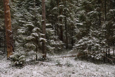Branchy fluffy fir trees in late autumn after the first snowの写真素材