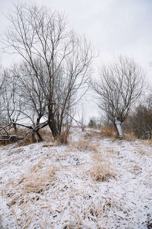 Trees near the river in late autumn with dry grass and the first snow. Scenic view.の写真素材