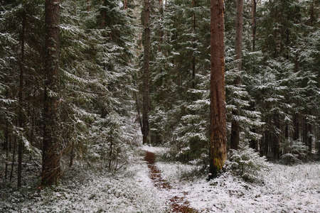 Late autumn in the forest. A path among tall trees.の写真素材