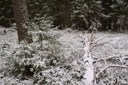 Forest landscape. Late autumn. Place cut down an old pine tree.の写真素材
