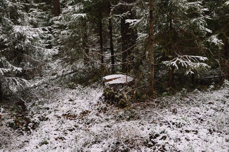 Forest landscape. Late autumn. Place cut down an old pine tree.の写真素材